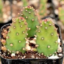 The lower half of the cactus does better when exposed to direct sunlight, while the top half prefers shade. Opuntia Monacantha Maverick Succulent Soil Succulent Plugs Wholesale Succulents