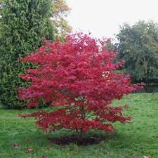 1ft Bloodgood Acer Tree Bare Root Acer Palmatum 17 99 Acer Trees Acer Palmatum Japanese Garden