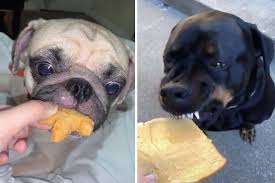 We did not find results for: Dogs Taking Gentle Bites Of Food Is The Most Wholesome Tiktok Trend