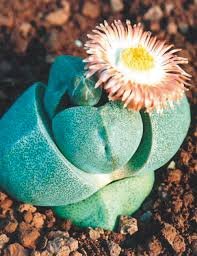 Only a select few are shade varieties. Split Rock Tesselaar