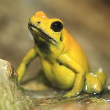 Golden Poison Dart Frog Rainforest Animals These incredible creatures are more than bright colors and poisonous skin. golden poison dart frog rainforest