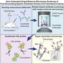 K/dknock down metal garment/furniture display racks k/d metal hooks, brackets, display rack support units box display fur niture. Semi Automated Single Molecule Microscopy Screening Of Fast Dissociating Specific Antibodies Directly From Hybridoma Cultures Sciencedirect