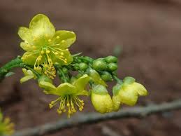 Image result for Talinum crispatulum