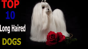 This long haired dog breed have many great characteristics. Top 10 Long Haired Dog Breeds Top 10 Animals Youtube