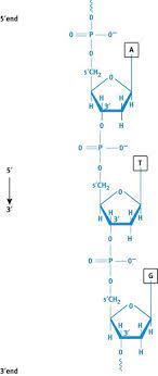 Imp Dna 5 To 3 Positivity Mcat Dna