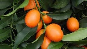 We did not find results for: How To Grow Your Own Kumquats Youtube