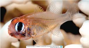 Image result for Renealmia susanneae-katziae