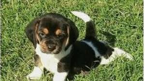 Beagle puppies for adoption are cute for a good reason. Miniature Beagles For Adoption Hubpages
