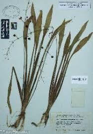 Image result for Limnophyton angolense