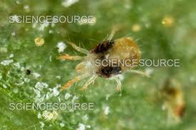 Image result for spotted spider mite