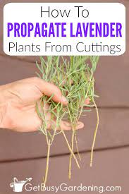 There are a few different ways you can propagate lavender plants: How To Propagate Lavender Plants From Cuttings Get Busy Gardening