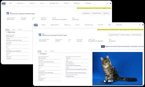 The International Cat Association Case Study