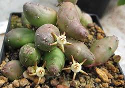 Image result for Duvalia polita