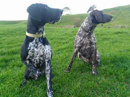 Important checklist for german shorthaired pointer puppy. Gsp Puppies Available For Sale We Longridge Hunting Facebook
