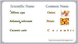 Science Quiz For Kids Common And Scientific Names Of Vegetables Name Of Vegetables Science Quiz General Knowledge Facts