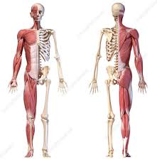 Start studying muscles of the body. Human Body Muscles Tendons Cartilage Whole Stock Photos And Pictures Science Photo Library