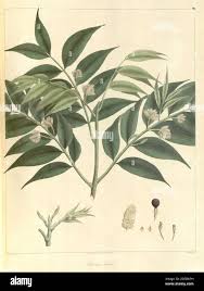 Image result for Podocarpus latifolius