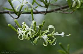 Image result for Turraea floribunda