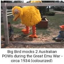 The Emu War Meme Google Search Big Bird Emu War Greatful