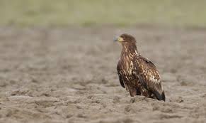Er vlogen daardoor enige zwarte kleine klodders in het rond en die leken op bolletjes modder. 7 5 Zeearend Werkgroep Roofvogels Zeeland