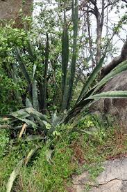 Image result for Sansevieria scimitariformis