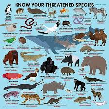 Know Your Threatened Species Poster By Pepomintnarwhal In 2020 Endangered Animals Project Endangered Species Art Endangered Animals
