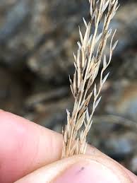 Image result for Tetrapogon tenellus