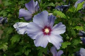 Image result for Hibiscus barbosae