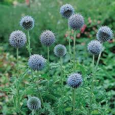 Echinops Bannaticus Taplow Blue Blatter Graufilzig Am Rand Dornig Bewimpert Sehr Reich Bluhend Mit Intensiv Blauen Duft Pflanzen Distel Naturnaher Garten