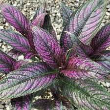 Image result for Strobilanthes