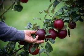 Michigan Apples Are Ripening A Full Week Early Mlive Com