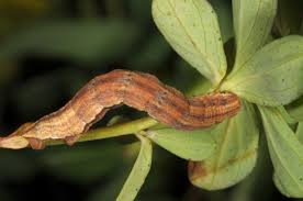 Image result for Aplocera efformata