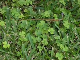 Image result for Oxalis oligotricha