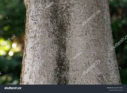 Image result for Rauvolfia afra