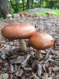 The grounds need to be pasteurized which you can do at home with boiling water. Growing Mushrooms