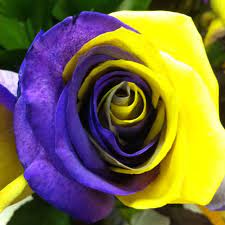 Find over 100+ of the best free purple and yellow images. You Ve Heard Of The Yellow Rose Of Texas How About The Purple Gold Rose Of Louisiana Geaux Tigers Beautiful Rose Flowers Flowers And Bees Beautiful Roses