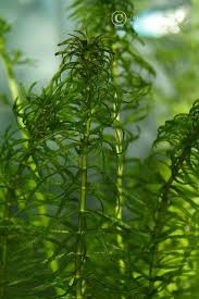 Image result for Najas graminea