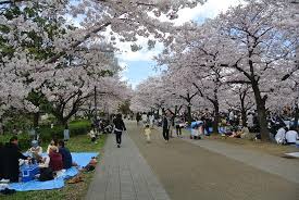 Outer moat and osaka business park. Cherry Blossom Trees At Osaka Castle Park Obrazek Zarizeni Osaka Castle Park Chuo Tripadvisor