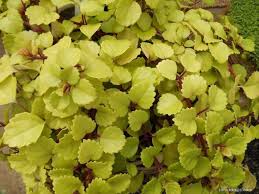 Image result for foto moud Forsterův