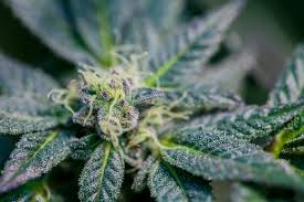 Acdc Cbd Hemp Flower Strain Review Industrial Hemp Farms