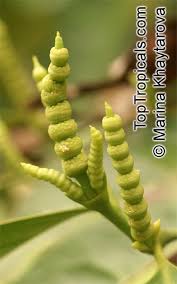 Image result for Gnetum africanum