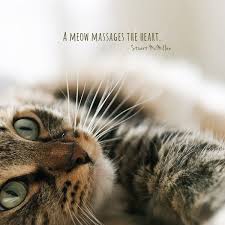 Funny Cat Love Quote Manny Quote Sunaina as divya ramanathan a dancer who abhors maasis aggressive ways. funny cat love quote manny quote