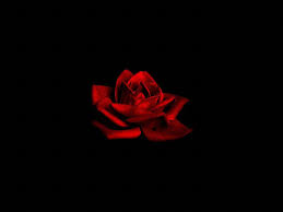 Check spelling or type a new query. Dark Red Flower Wallpapers Top Free Dark Red Flower Backgrounds Wallpaperaccess