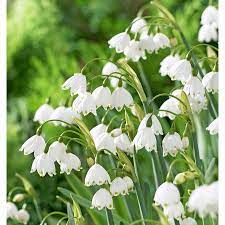 White Flower Farm Offers A Wide Range Of Snowbell Bulbs For Fall Planting White Flower Farm Fall Plants Brown Mulch