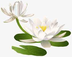 Pure Snow Snow Lotus Clip Art Digital Flowers Art Images