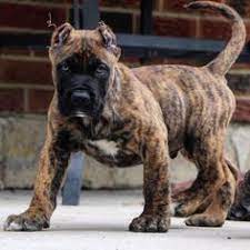 Maybe you would like to learn more about one of these? 140 Perro De Presa Canario Ideas In 2021 Presa Canario Big Dogs Dog Breeds