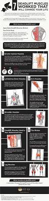 In most normal movement, the muscles of the trunk work isometrically. 7 Deadlift Muscles Worked That Will Change Your Body And Life