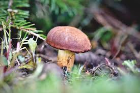 Essbar Oder Giftig Pilze Bestimmen Pilze Greizerwald De