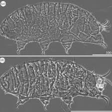 Image result for Coccinia subsessiliflora