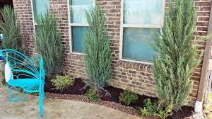 Evergreen hedges make wonderful living privacy screens and wind or noise breaks. Best Privacy Shrubs For North Texas Bushes For Privacy Screening